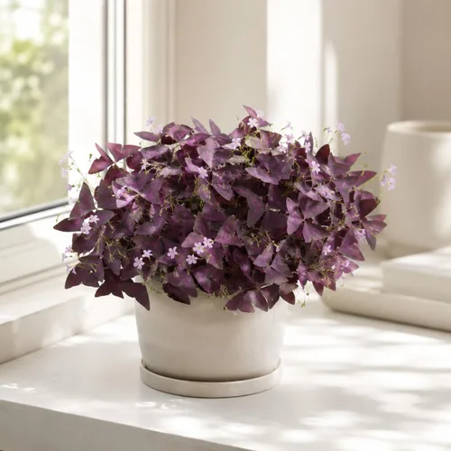 Vista 4 de 12 Purple Shamrock Bulbs for Planting, Oxalis Bulbs, Oxalis Triangularis