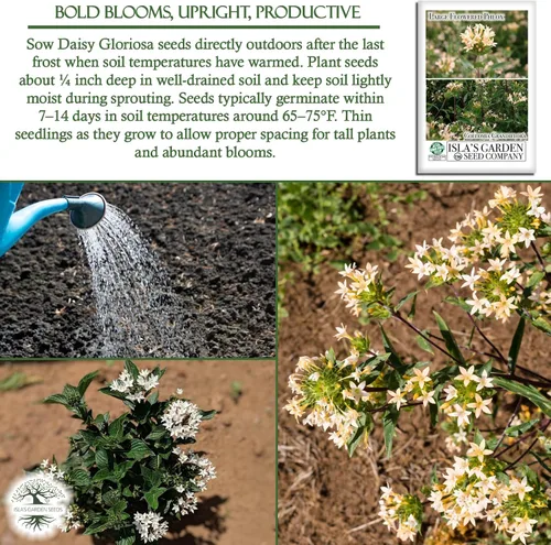 Vista 5 de Semillas de colomia "Large Flowered Phlox" para plantar, planta con flores similares a arbustos, más de 200 semillas por paquete, semillas de jardín