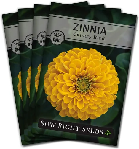 Vista 9 de Sow Right Seeds - Semillas de zinnia de ave canaria para plantar - Paquete de reliquia sin OMG para plantar y cultivar - Flores anuales amarillas
