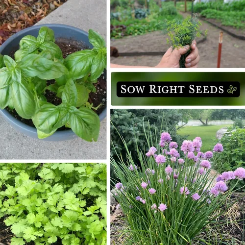 Vista 4 de Sow Right Seeds - Colección de 5 semillas de hierbas para plantar - Albahaca genovesa, cebollino, cilantro, perejil italiano y eneldo para plantar