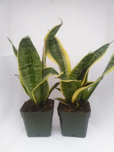 Vista 2 de Dos Superba Robusta Snake Plant - Sanseveria - Impossible to Kill! - Maceta de 4 pulgadas solo por Jm Bamboo