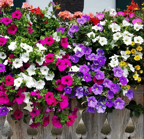 Vista 6 de Más de 300 semillas de petunia enana colgantes, color arcoíris mixto, bonsái, flores de grandiflora, semillas de reliquia, sin OMG, para interiores