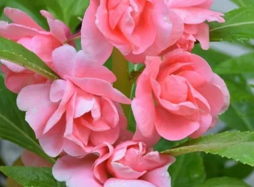 Vista 6 de Generic 100pcs Balsam Camellia Semillas de Flor 100pcs Balsam Camellia Semillas de Flor 100 semillas de flores de camelia de bálsamo