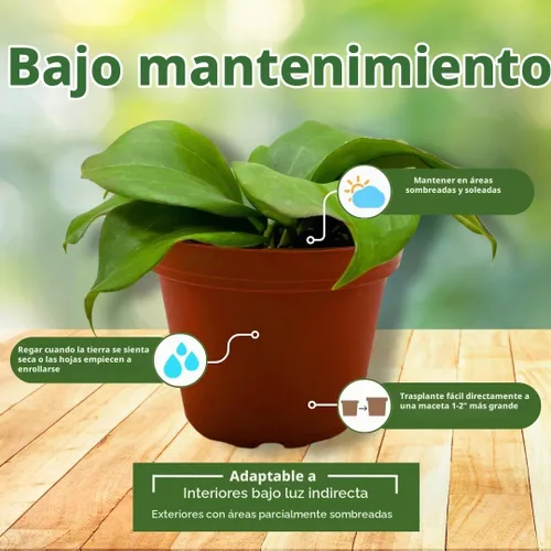 Vista 5 de BubbleBlooms Hoya Quinquenervia 4 pulgadas