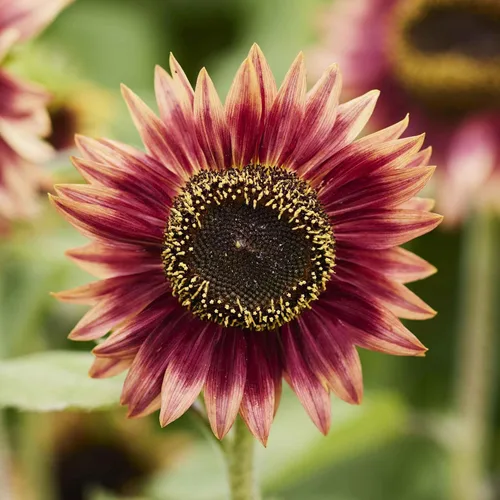 Vista 22 de Eden Brothers Semillas de girasol - Autumn Beauty