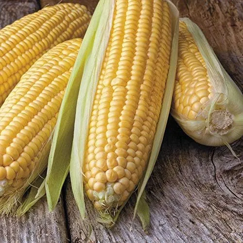 Vista 2 de Honey Select Triplesweet Hybrid Corn Seeds - Granos crujientes y dulces notables (10 - semillas)