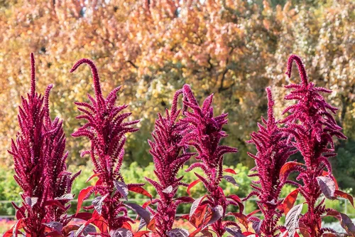 Vista 9 de 100 semillas de flores tricolor Early Splendor Amaranthus Hypocondricus *Comb S/H