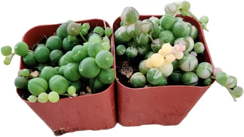 Vista 10 de Plantas de cactus suculentas vivas (juego de dos macetas de 2 pulgadas) (pata de oso de cotiledón tomentosa 'verde+ abigarrada')