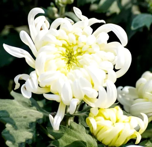 Vista 3 de 120 semillas de crisantemo auténtica araña china flor rara comestible té exótico flor blanca