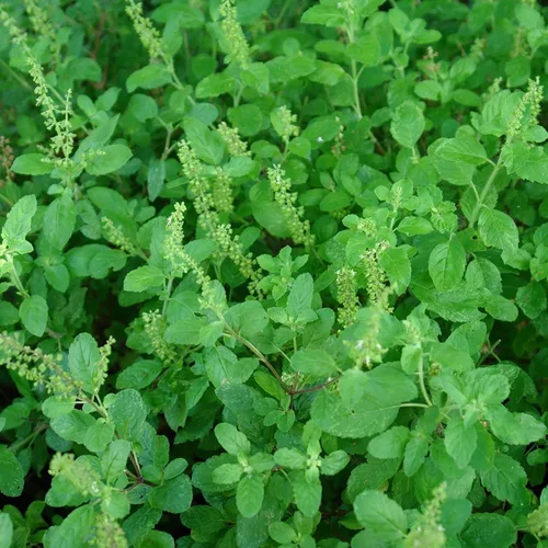 Vista 2 de Semillas de albahaca raras paquete de tres variedades: albahaca de árbol africano, albahaca Kaprao sagrada y albahaca peruana - Semillas orgánicas