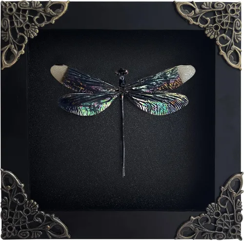 Vista 71 de 2 Real Dragonfly Specimens Shadow Box Framed Insect Display Oddities Curiosities Entomology Collection Natural History Wall Decor Gift for Nature