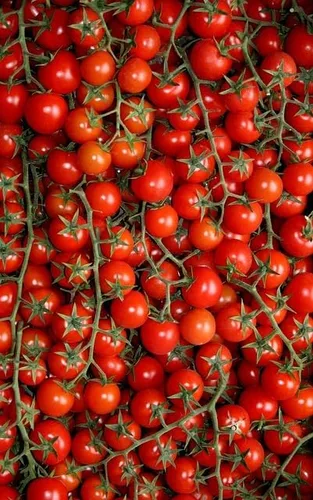 Vista 2 de Tiny Tim Semillas de tomate para plantar, más de 400 tomates cherry, reliquia sin OMG, perfectas para contenedores, patios y cultivo