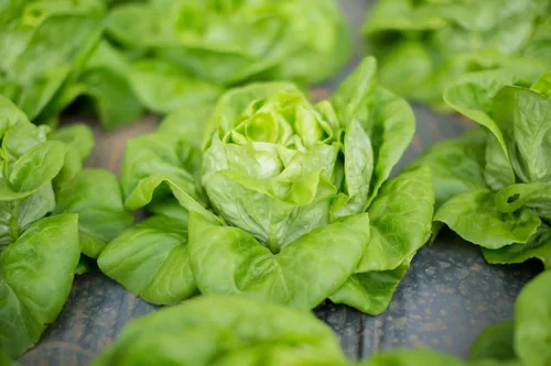 Vista 9 de TKE Farms & Gardens - Semillas de lechuga Buttercrunch para plantar, más de 2500 semillas, reliquia, sin OMG, 0.11 oz, jardines interiores