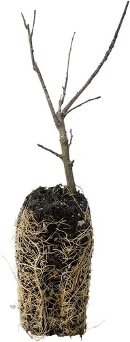 Vista 4 de SPRING HILL NURSERIES - Blue Moon - Vid floreciente de glicina - Vid extremadamente resistente que florece hasta 3 veces al año - Incluye una planta