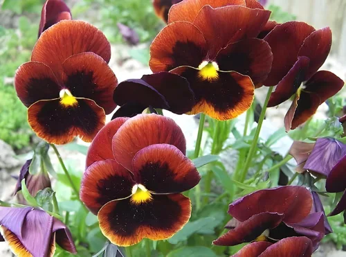 Vista 8 de Swiss Giant Pansy Seeds (Viola × wittrockiana) - Flores grandes y vibrantes en colores mixtos, sin OMG, resistentes al frío, anual de larga