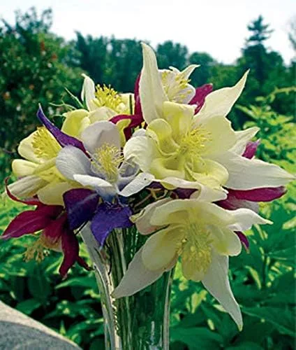 Vista 2 de Columbine MCKANA MIX (2 raíces desnudas), Aquilegia perenne, ciervo, ardilla y conejo resistente