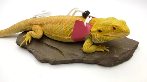Vista 4 de Ogle Lizard Correa de edición limitada rosa (tamaño grande)