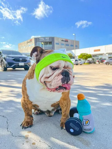 Vista 5 de Nestpark Doggyade - Juguetes divertidos para perros, parodia de entrenamiento de fitness, juguetes lindos para perros (Doggyade)