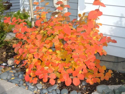 Vista 3 de Fothergilla Gardenii - Flores de primavera y color otoñal - Planta viva enviada de 2 a 3 pies de alto por DAS Farms