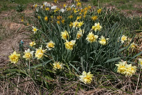 Vista 2 de Mantequilla y huevos de narciso/10 bulbos de narciso frescos saludables que producen flores amarillas dobles tradicionales en marzo por The Southern