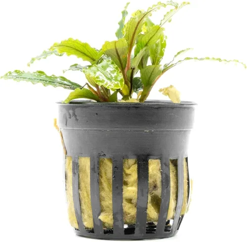 Vista 45 de SubstrateSource Bucephalandra Brownie Phantom - Planta de acuario viva – Decoración natural de pecera de agua dulce, decoración acuática