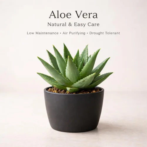Vista 3 de Planta viva de aloe vera de aloe vera para plantar en maceta de tamaño de 2 pulgadas Planta Aleo vibrante de bajo mantenimiento para patio, balcón