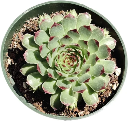 Vista 11 de Plantas de cactus suculentas vivas (2 pulgadas Opuntia Microdasy Golden Swirl Monstrose)