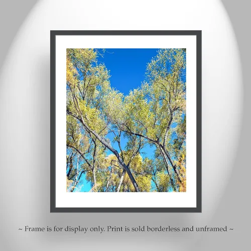 Vista 5 de San Pedro River Arizona Cottonwood Tree Autumn Forest Nature Print