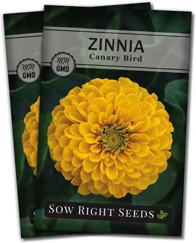 Vista 7 de Sow Right Seeds - Semillas de zinnia de ave canaria para plantar - Paquete de reliquia sin OMG para plantar y cultivar - Flores anuales amarillas
