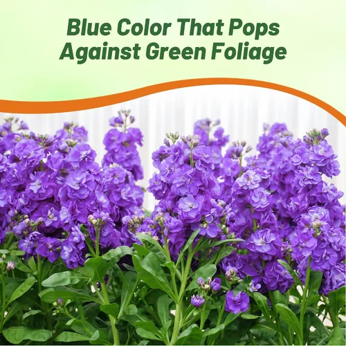 Vista 4 de Outsidepride Ten Week Blue Mattiola Stock Seeds – 1000 semillas anuales de flores para plantar con flores fragantes que atraen a los polinizadores