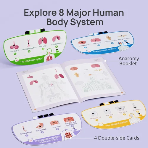 Vista 6 de Science Can Modelo de cuerpo humano para niños, juguetes interactivos