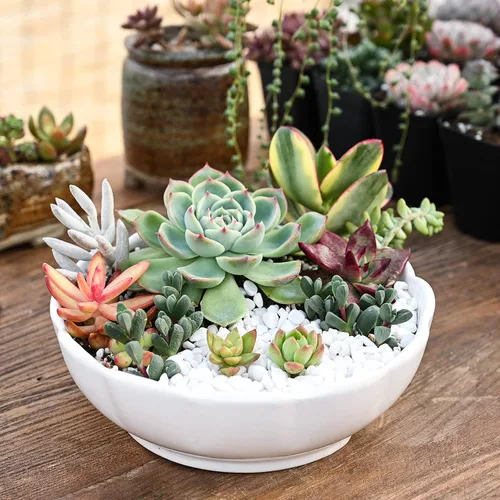 Vista 7 de Sprout N Green Plantas suculentas vivas, paquete de 5 suculentas surtidas en maceta de 2 pulgadas con mezcla de tierra, plantas pequeñas raras