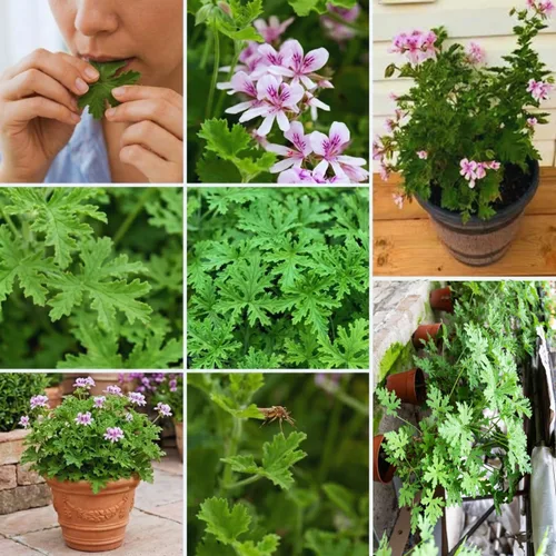 Vista 4 de Juego de 4 plantas de citronela vivas, de 3 a 6 pulgadas de alto, planta de citronela viva de interior, maceta de citronela, plantas vivas