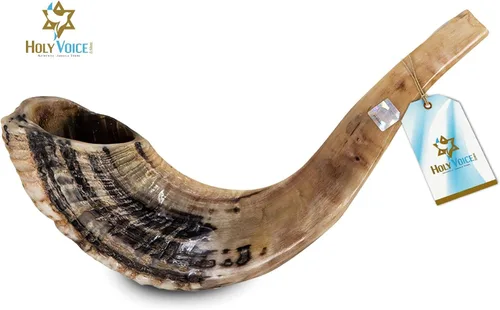 Vista 2 de Holy Voice Bocina Kosher Ram Shofar de Israel de 14 a 16 pulgadas, tradicional medio pulido, instrumento musical judío antiguo de Tierra Santa