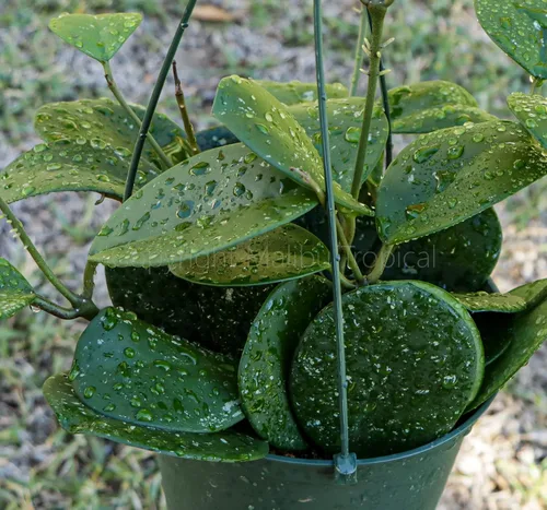 Vista 9 de Hoya Obovata Splash en maceta de 4" - Hojas redondas gruesas - Planta de interior Easycare