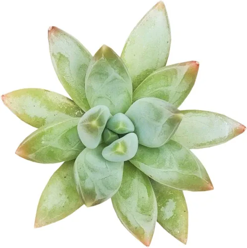 Vista 17 de Dancing Bones Hatiora Salicornioides 2 pulgadas + maceta de arcilla – Suculenta saludable, rara e inusual, planta viva de fácil cuidado, totalmente