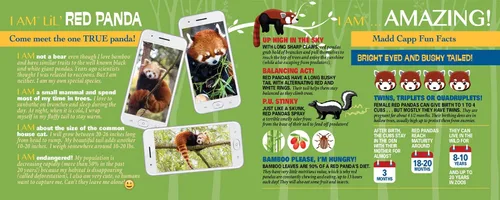 Vista 4 de Madd Capp Puzzles Jr. - I AM Lil' Red Panda - 100 piezas - Rompecabezas en forma de animal