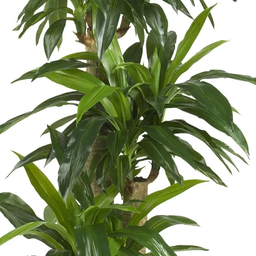 Vista 3 de Nearly Natural 6584 planta artificial decorativa de seda de dracaena fragrans, color verde
