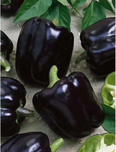 Vista 6 de Pimiento negro dulce vegetal sin OMG para plantar