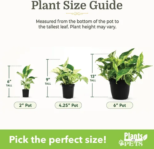 Vista 5 de Plants for Pets - Abundantes Pothos y Filodendro (paquete de 6), planta viva de Pothos para decoración, plantas de oficina, plantas reales, planta