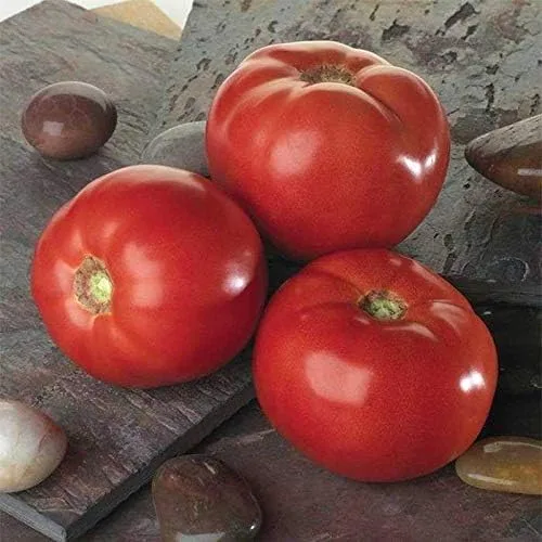 Vista 2 de Semillas de tomate híbridas Bella Rosa - Un buen equilibrio de ácido y azúcar. (25 - Semillas)