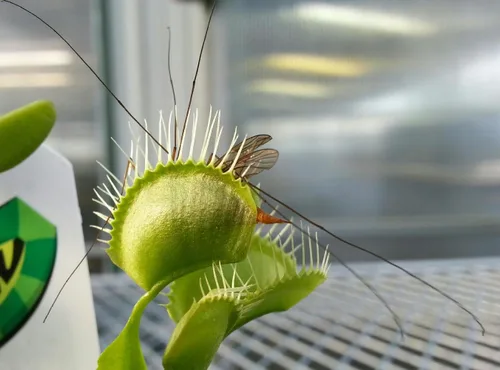 Vista 2 de Venus - Planta trampa para moscas - Carnívora - Dionaea - Maceta de 3 pulgadas