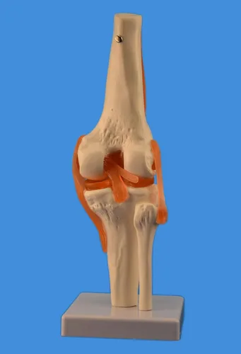 Vista 3 de Wellden Producto Modelo anatómico de articulación de rodilla humana, con ligamentos, funcional, tamaño real