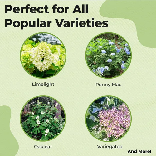 Vista 2 de Perfect Plants Fertilizante líquido prémium para hortensias Potenciador de floración Fertilizante para hortensias y otras plantas con flores