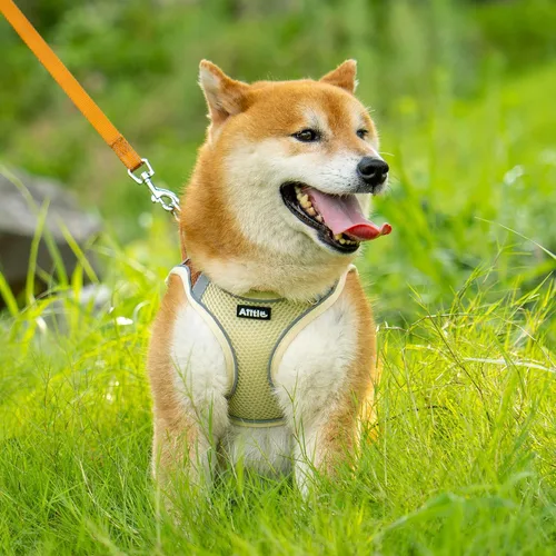 Vista 5 de AIITLE Arnés para perro, arnés sin tirones con correa, chaleco reflectante ajustable para perro, arnés para gatos a prueba de escape, caminar al
