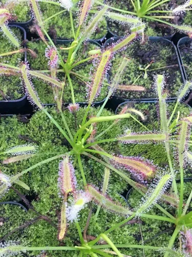Vista 5 de Planta Carnívora Tropical Viva Drosera capensis Flor Rosa (x1) - Maceta