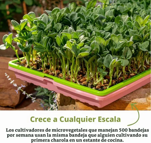 Vista 6 de Bootstrap Farmer Bandejas extra fuertes 1020, paquete de 10, color negro con agujeros