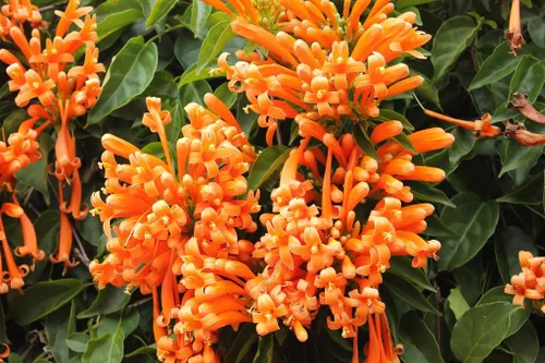 Vista 6 de UPC0764425789901 - Semillas de vid naranja gigante (Pyrostegia venusta) de Robsrareandgiantseeds UPC0764425789901 sin OMG, orgánico, cultivador