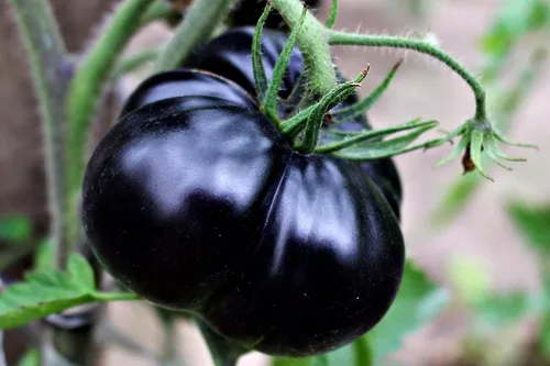 Vista 2 de Semillas de tomate negro raras para plantar alrededor de 20 semillas