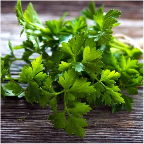 Vista 4 de Semillas de hoja plana Perejil Italiano Interior Heirloom Vegetal para plantar Semillas sin OMG 2000
